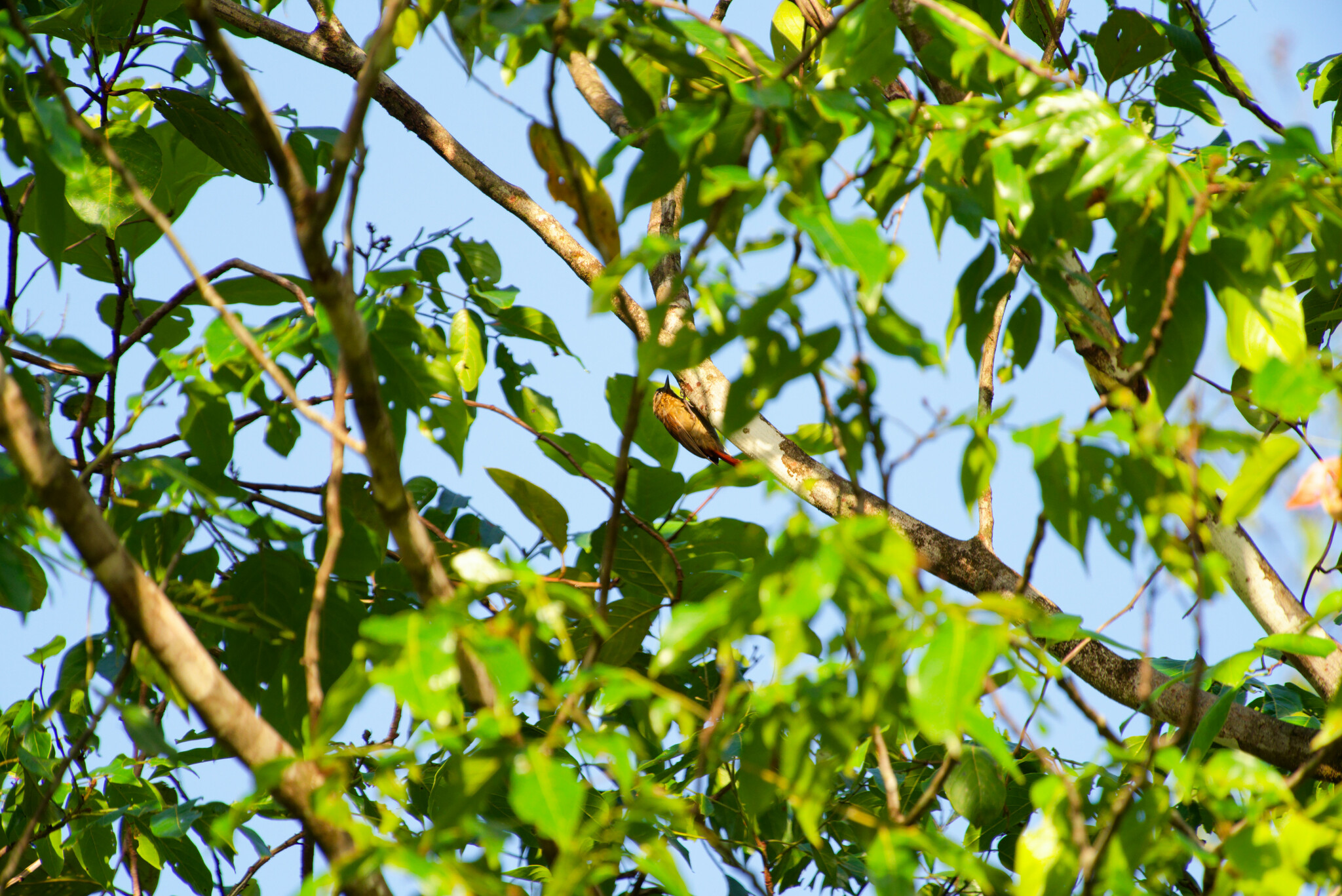 Amazonian Plain Xenops (Xenops genibarbis), photo 8