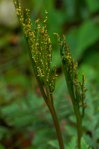 Image of Sceptridium japonicum by (c) WATANABE Hitoshi 渡辺仁, some rights reserved (CC BY)