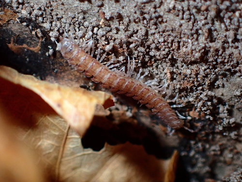Common Flat-backed Millipede photo 5
