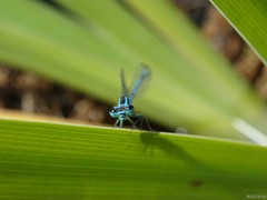 Coenagrion puella