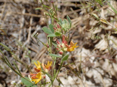 Acmispon decumbens decumbens