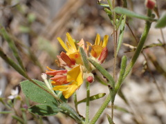 Acmispon decumbens decumbens