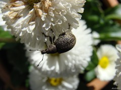 Liophloeus tessulatus