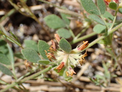 Acmispon decumbens decumbens
