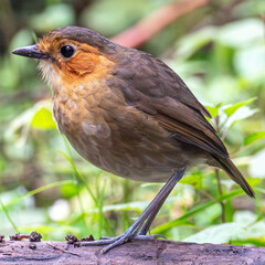 Rufous-Faced Antpitta photo 1