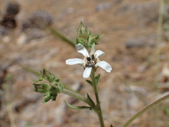 Horkeliella purpurascens
