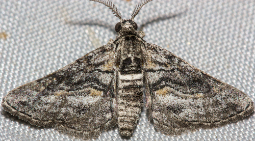 Ocotillo Moth photo 2