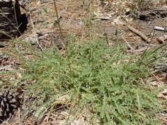 Horkeliella purpurascens