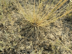 Stipa capillata