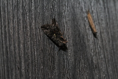 Syngrapha octoscripta