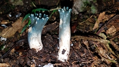 Phaeoclavulina cyanocephala