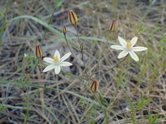 Triteleia ixioides scabra