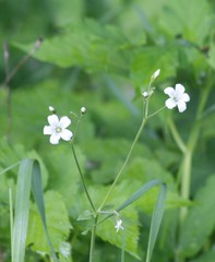 Cerastium pauciflorum