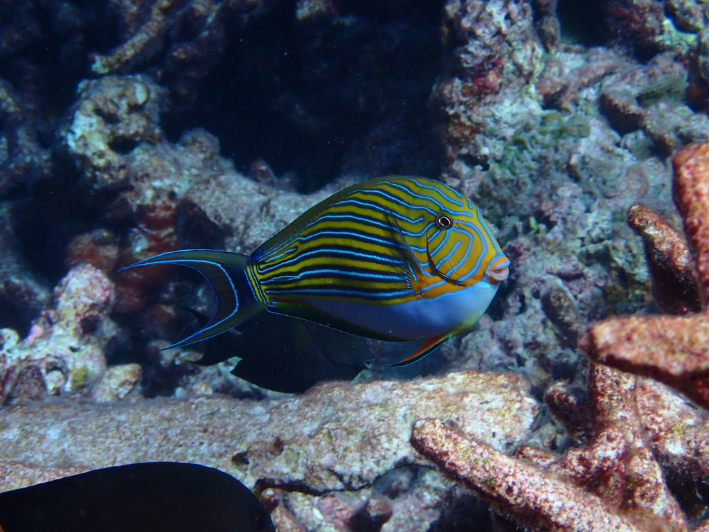 Photo of Striped Surgeonfish (Acanthurus lineatus)