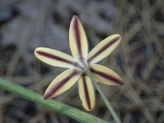 Triteleia ixioides scabra