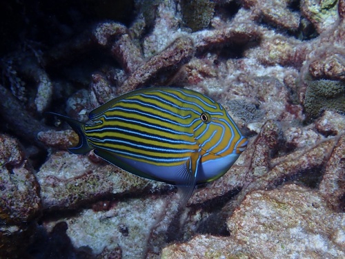 Photo of Striped Surgeonfish (Acanthurus lineatus)