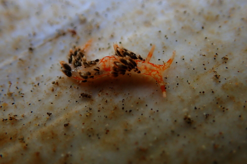 Facelinella semidecora, 2024-02-22