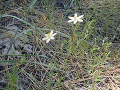 Triteleia ixioides scabra