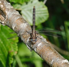 Phanogomphus exilis
