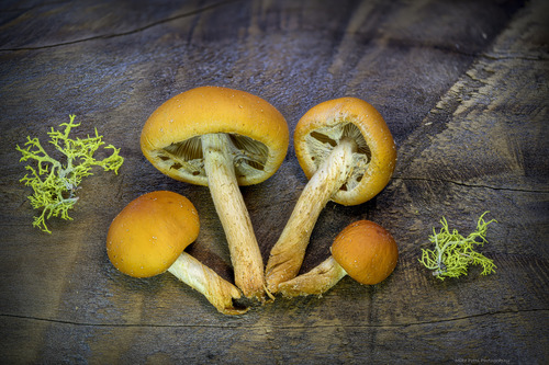 Gymnopilus aurantiophyllus