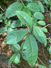 Oxydendrum