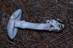 Amanita mutabilis