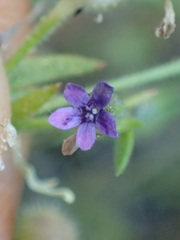 Allophyllum gilioides violaceum