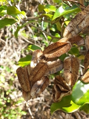 Dioscorea maciba image