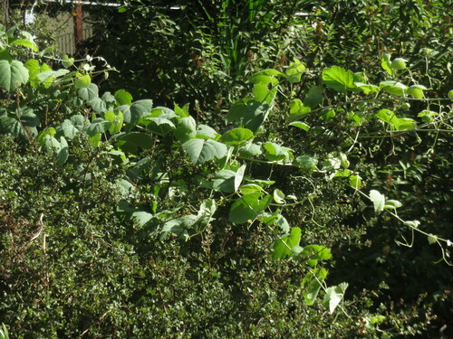 Image of Vitis girdiana by no rights reserved