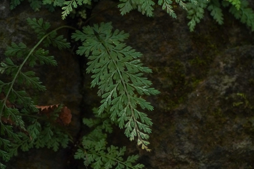 Asplenium anogrammoides (Asplenium anogrammoides)