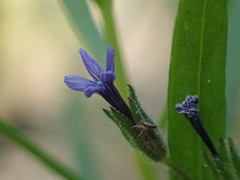 Allophyllum gilioides violaceum