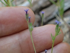 Allophyllum gilioides violaceum