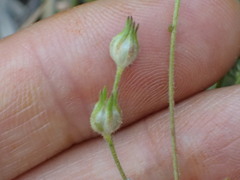 Allophyllum gilioides violaceum