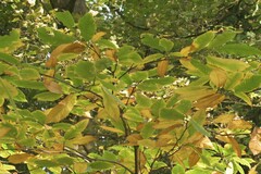 Castanea sativa — photo 2