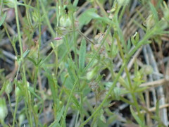 Allophyllum gilioides violaceum