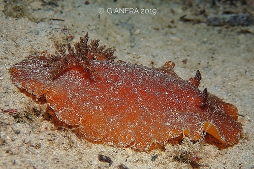 Platydoris argo