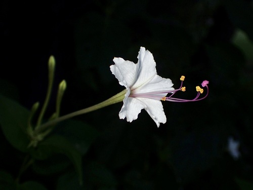 Sweet four o'clock (Mirabilis longiflora)