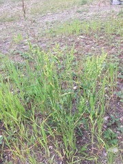 Rumex triangulivalvis