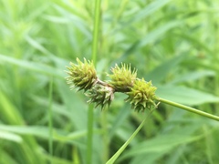 Carex molesta