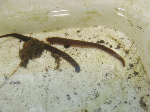 Erpobdella octoculata