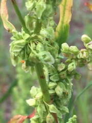 Rumex triangulivalvis