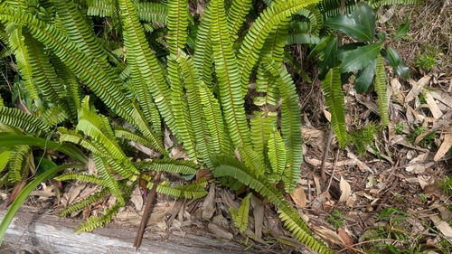 Nephrolepis cordifolia