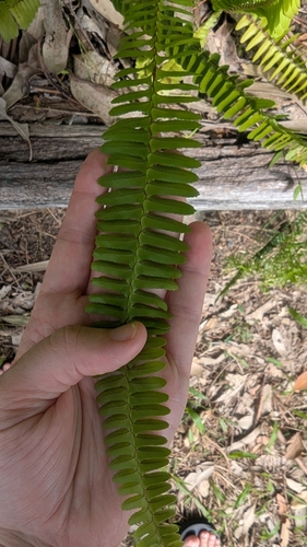 Nephrolepis cordifolia