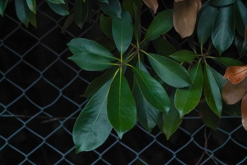 Image of Lithocarpus edulis by (c) WATANABE Hitoshi 渡辺仁, some rights reserved (CC BY)