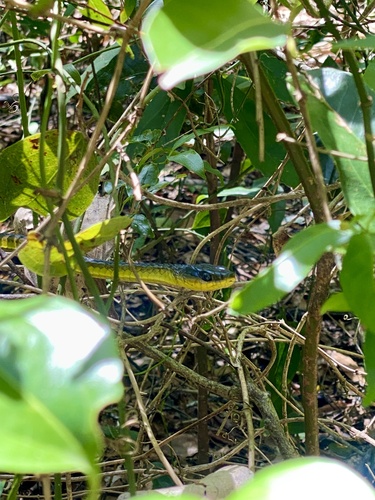 Common Tree Snake sighting