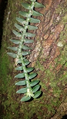 Dichaea muricatoides