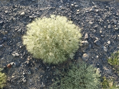 Ceratocarpus arenarius