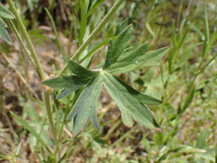 Geranium californicum