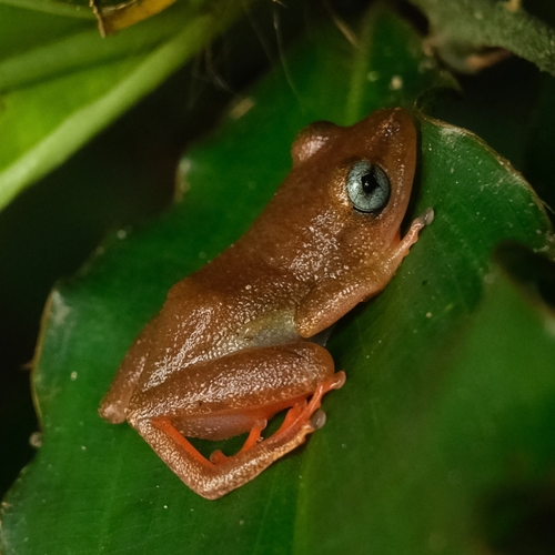 Morere's Blue-eyed Frog, Morerella cyanophthalma