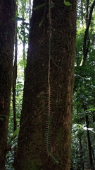 Dichaea muricatoides